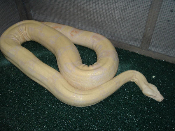Albino Female